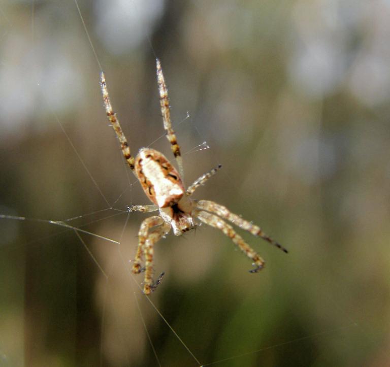 Eriophora_ZZXYX_D5963_Z_75_Home Wendy Eiby_Australie.jpg